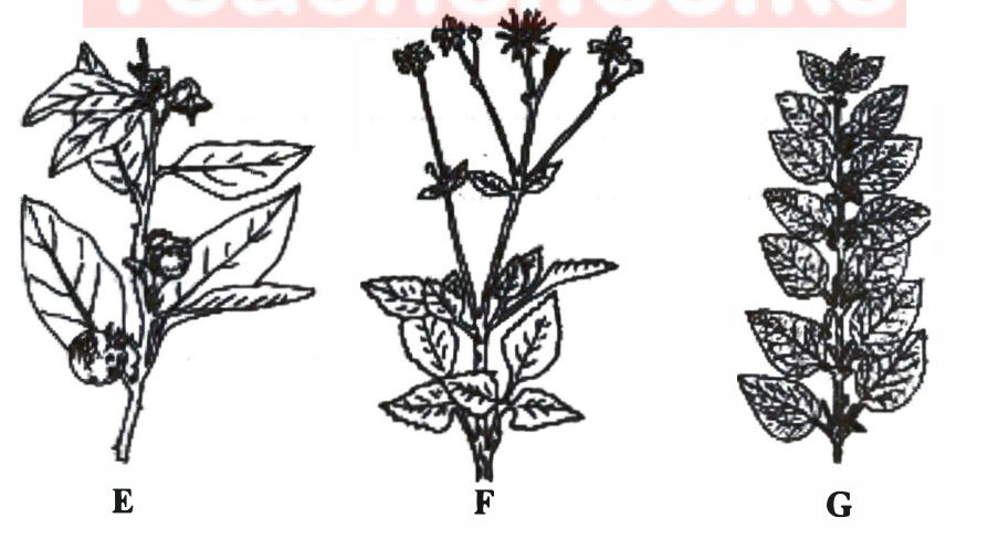 Three weeds: E — a branching plant with broad leaves and round fruits; F — a plant with toothed leaves and small flower heads on long stalks; G — a leafy shoot with closely set, toothed, hairy leaves.