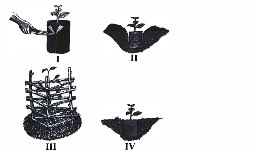 Four stages: I — a hand cutting the polythene sleeve from a potted seedling; II — a planting hole with the dug soil heaped separately on two sides; III — a planted seedling protected by a woven basket/fence; IV — a seedling placed in the hole.