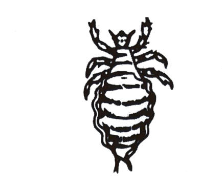 A flattened, wingless insect with six legs ending in claws and a segmented abdomen.