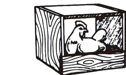 A hen sitting on eggs in a wooden nest box.
