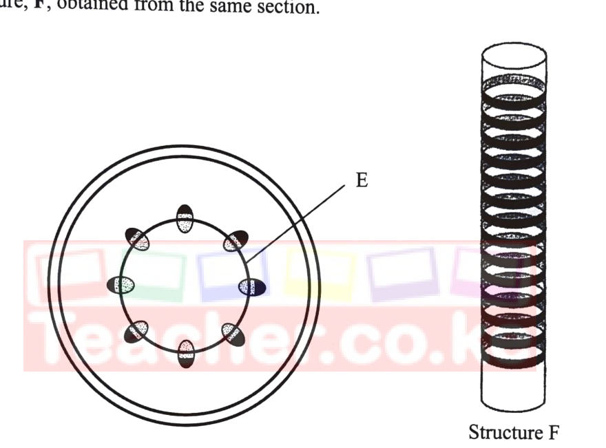 Transverse section of a young dicot stem with vascular bundles in a ring, one labelled E; beside it, structure F — a tube with ring-shaped (annular) thickenings.