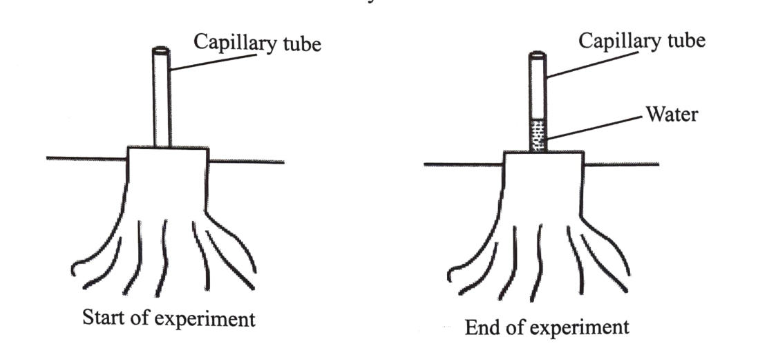 A cut stem stump with a capillary tube fitted; at the end of the experiment water has risen in the tube.