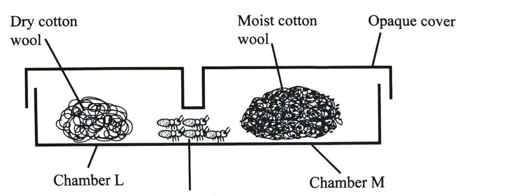 Two connected chambers: L with dry cotton wool and a transparent lid, M with moist cotton wool and an opaque cover; termites placed at the junction.