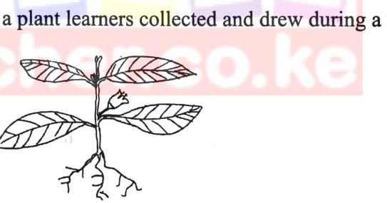 A flowering plant with broad, net-veined leaves, a bell-shaped flower and branched roots.
