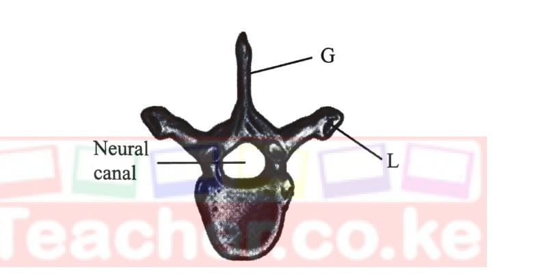 Anterior view of a vertebra with a tall neural spine G, a neural canal, a large centrum and transverse processes with facets L at their tips.