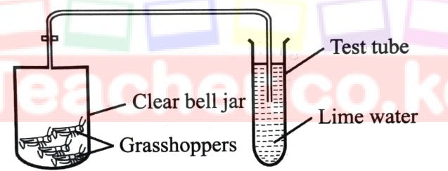 Grasshoppers in a clear bell jar connected by a tube to a test tube of lime water.