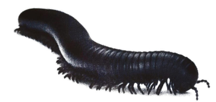 Photograph of a long, cylindrical, dark segmented animal with many short legs along its body.