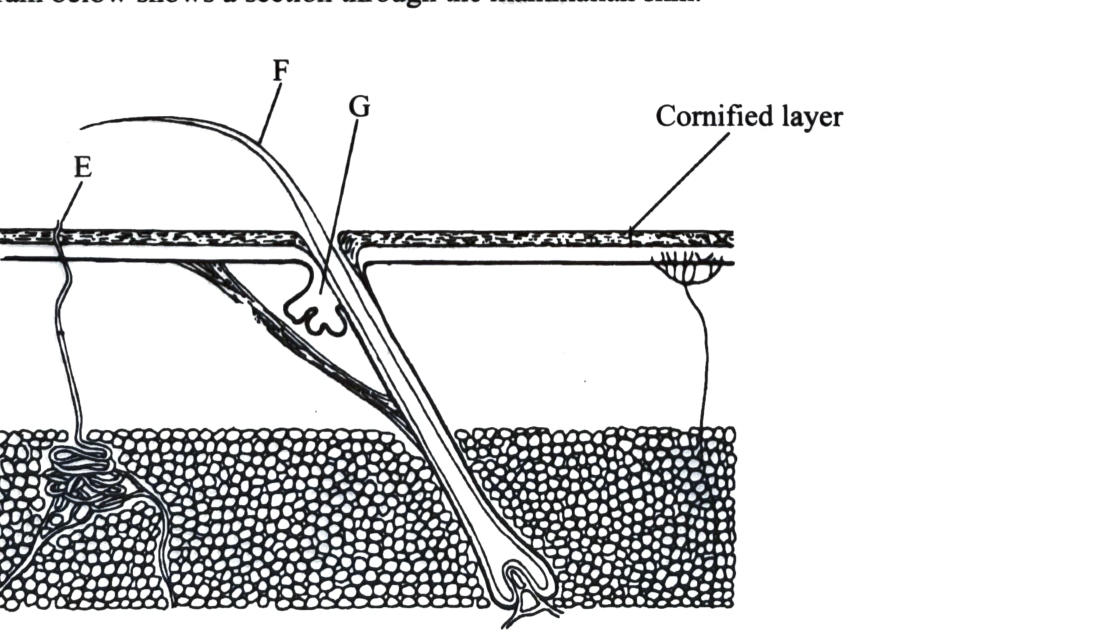 Section through skin: E is a pore at the surface leading from a duct; F is a hair in its follicle; G is a gland opening into the hair follicle; the cornified layer is at the surface.