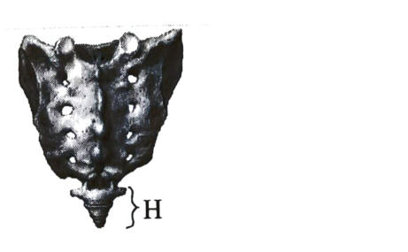 Photograph of a triangular fused bone (sacrum) with a small tail-like part H at its lower end.
