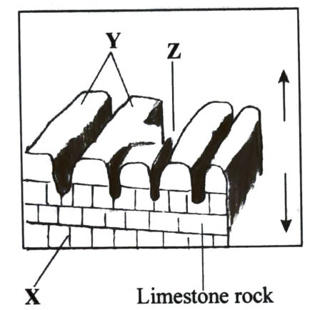 Limestone surface with deep grooves: Y marks the upstanding ridges, Z the grooves between them, and X the joints in the limestone below.