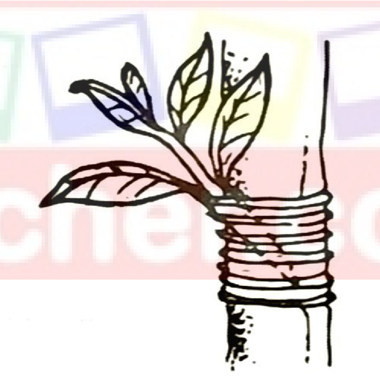 A scion with leaves joined to the side of a rootstock stem and bound with tape.