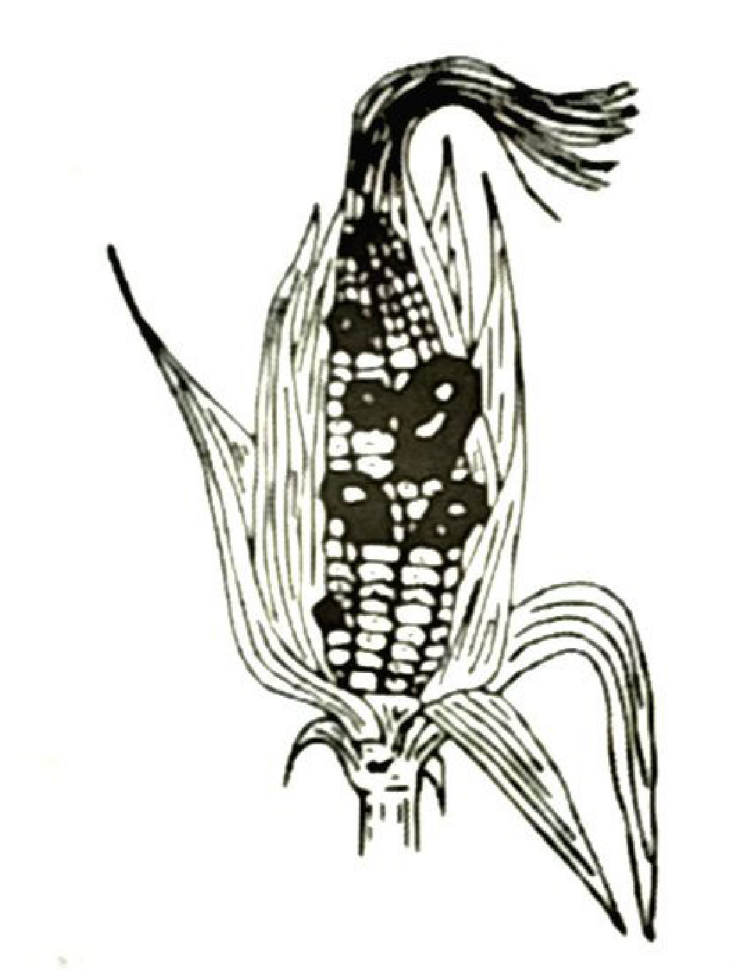 A maize cob with large, swollen, dark gall-like growths among the grains.