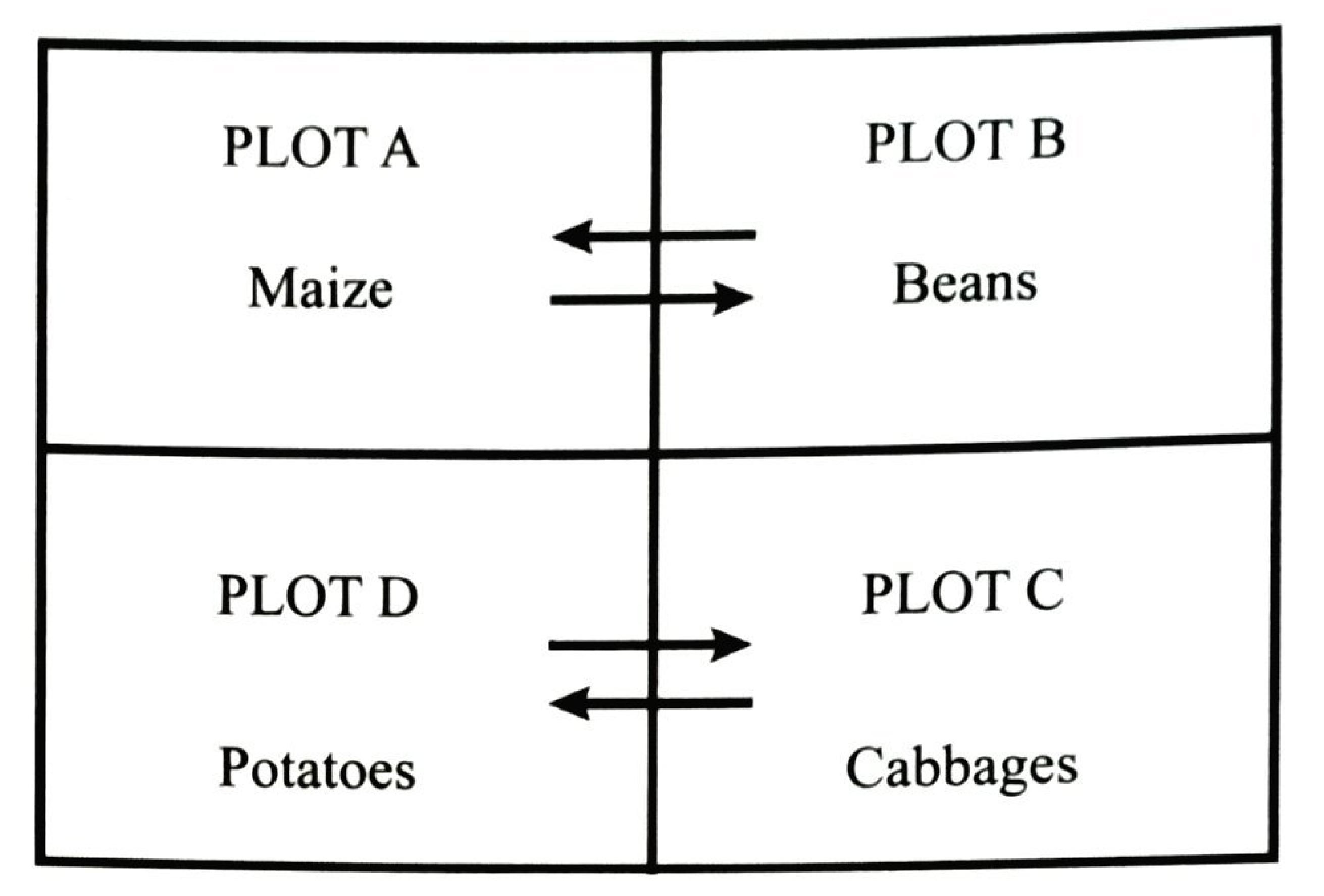 Four plots: plot A maize and plot B beans exchange crops; plot D potatoes and plot C cabbages exchange crops.