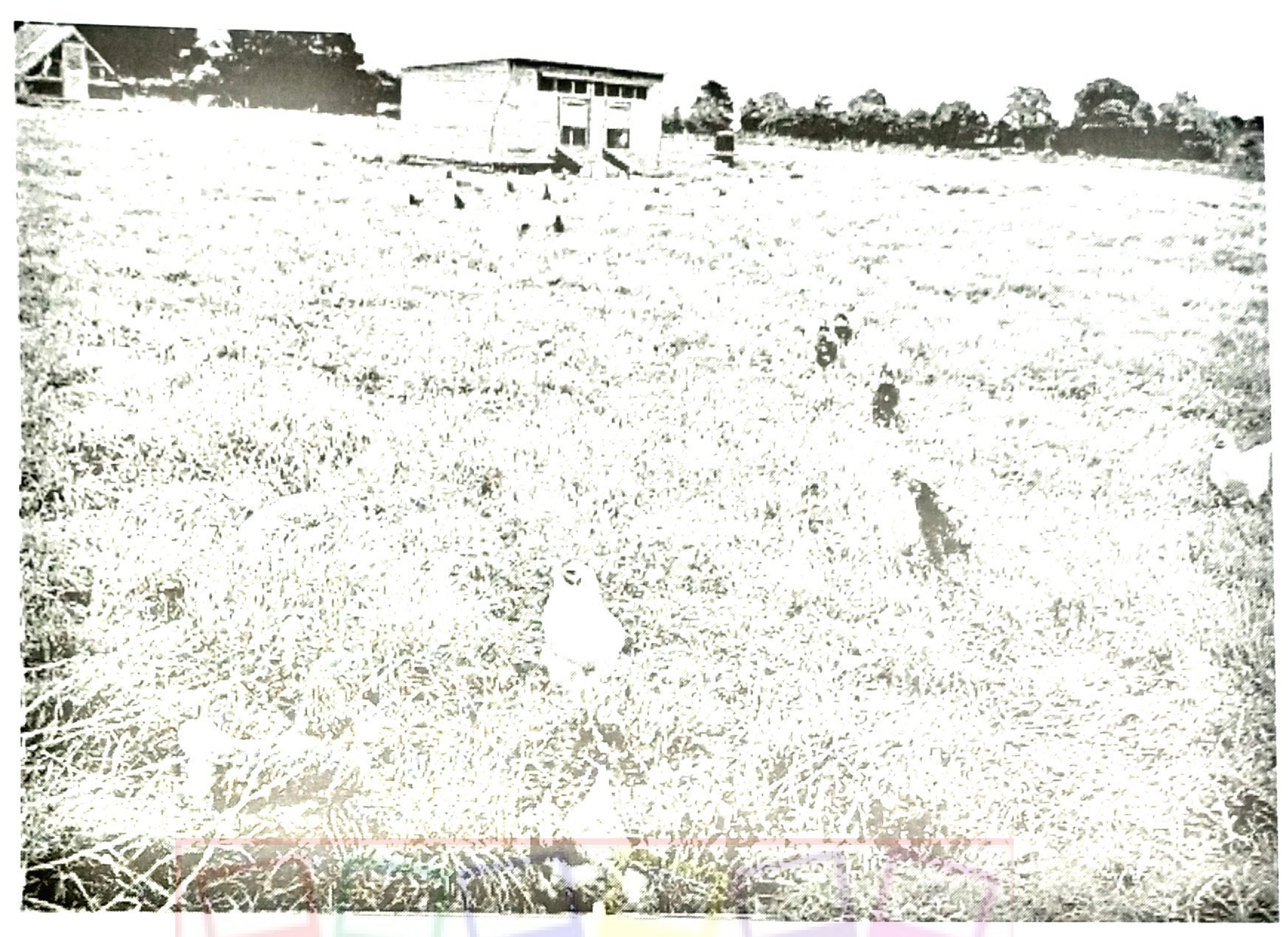 Photograph of chickens roaming freely on an open grassy field, with a poultry house in the distance.