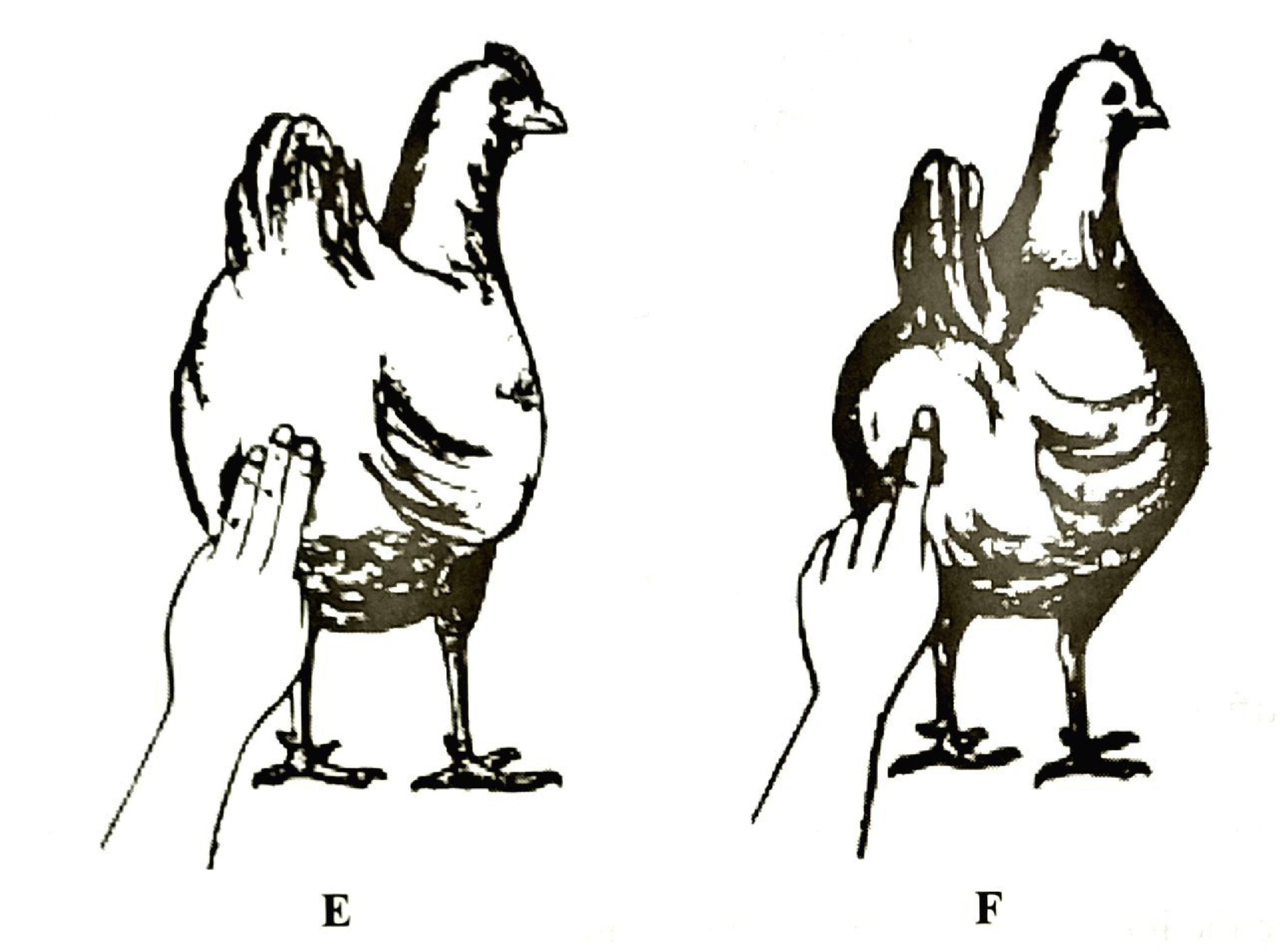 Two hens, E and F, each with fingers placed between the pelvic bones below the vent: about three fingers fit in hen E but only one finger in hen F.