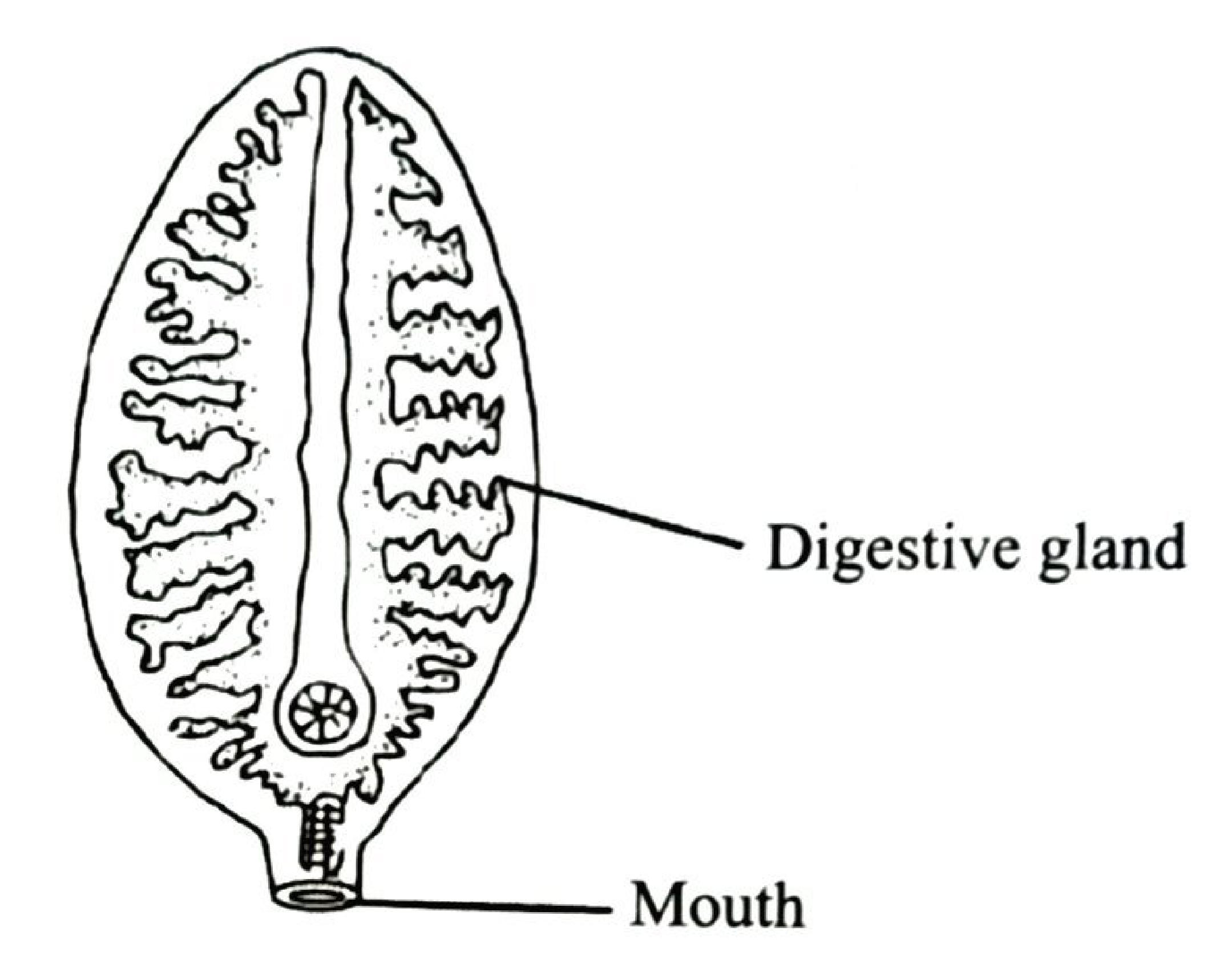 A flat, leaf-shaped parasite with a branched digestive gland and the mouth at the narrow anterior end.