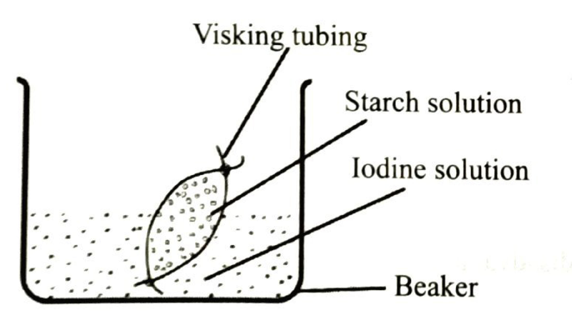 A visking tubing bag containing starch solution placed in iodine solution in a beaker.