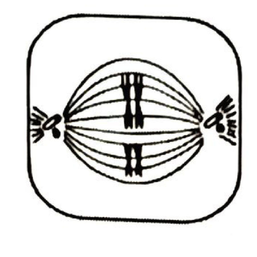 A cell with chromosomes lined up across the equator, attached to spindle fibres from the two poles.