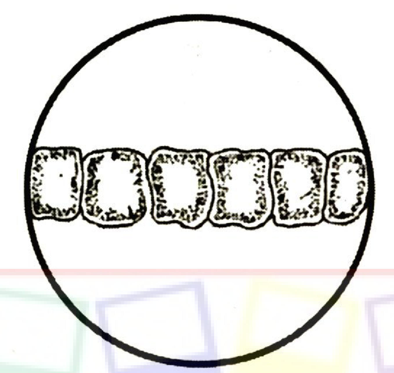 A circular field of view with a row of six cells spanning its diameter.