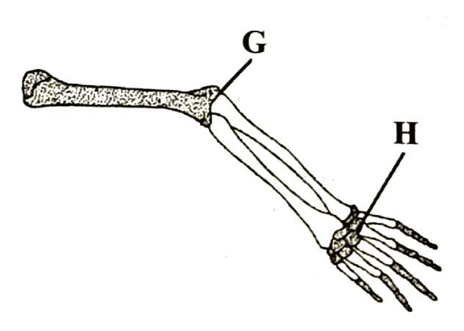 Bones of the human arm: G at the elbow (humerus with radius and ulna) and H at the wrist (radius/ulna with the carpals).