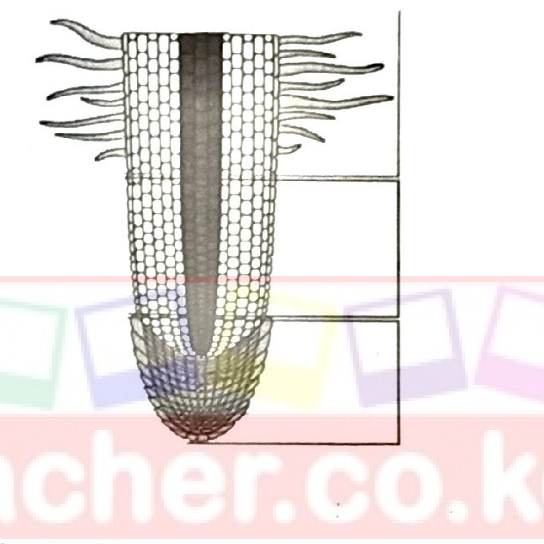 Longitudinal section of a root tip with root hairs at the top, the zone of elongation in the middle, the meristem near the tip and the root cap; label lines on the right for E and F.