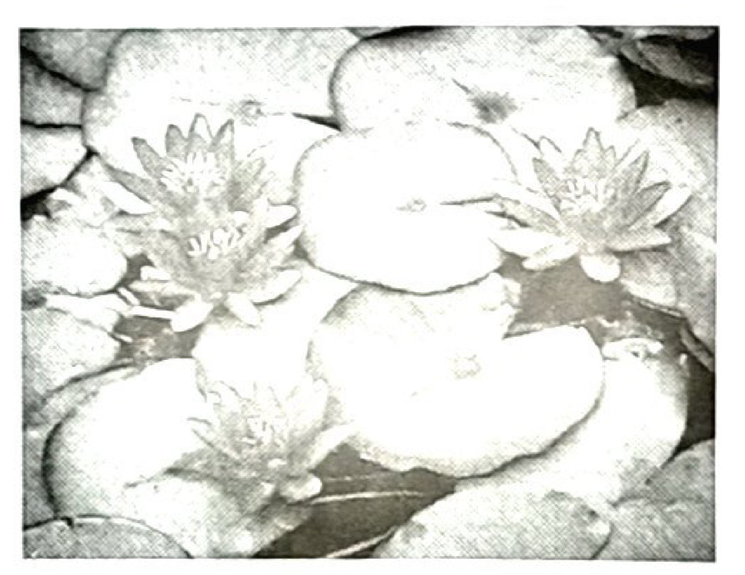 Photograph of a water lily: broad, round floating leaves and large flowers on the water surface.