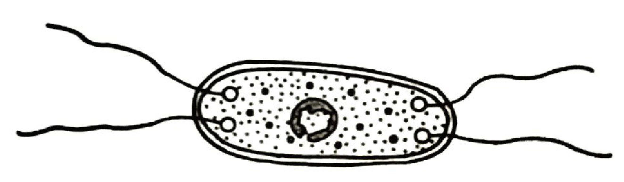 Rod-shaped bacterium with flagella at both ends, a cell wall, and a nuclear material (no nucleus) in the cytoplasm.