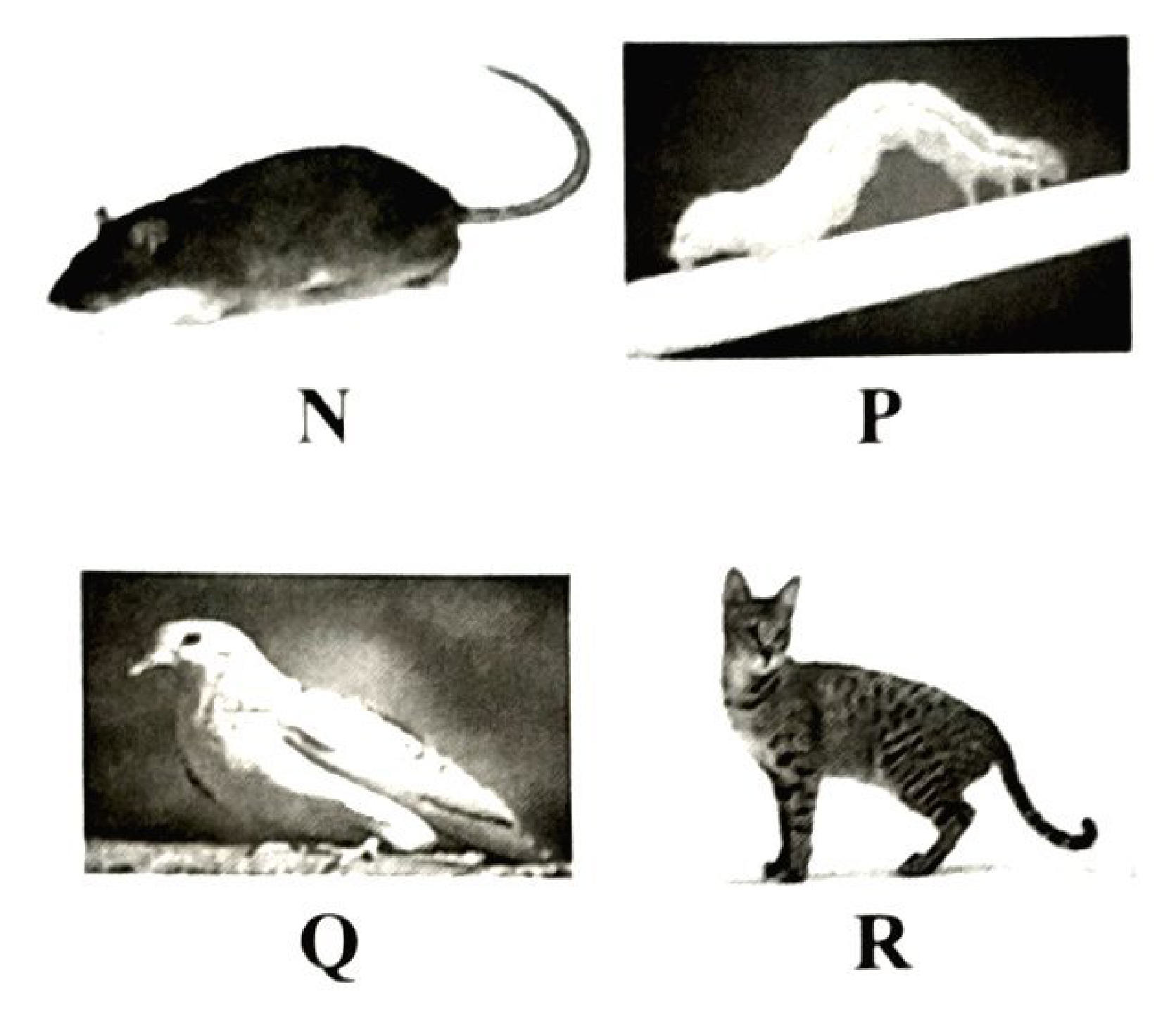 Photographs: N — a rat; P — a pale caterpillar/larva; Q — a bird (dove/pigeon); R — a cat.