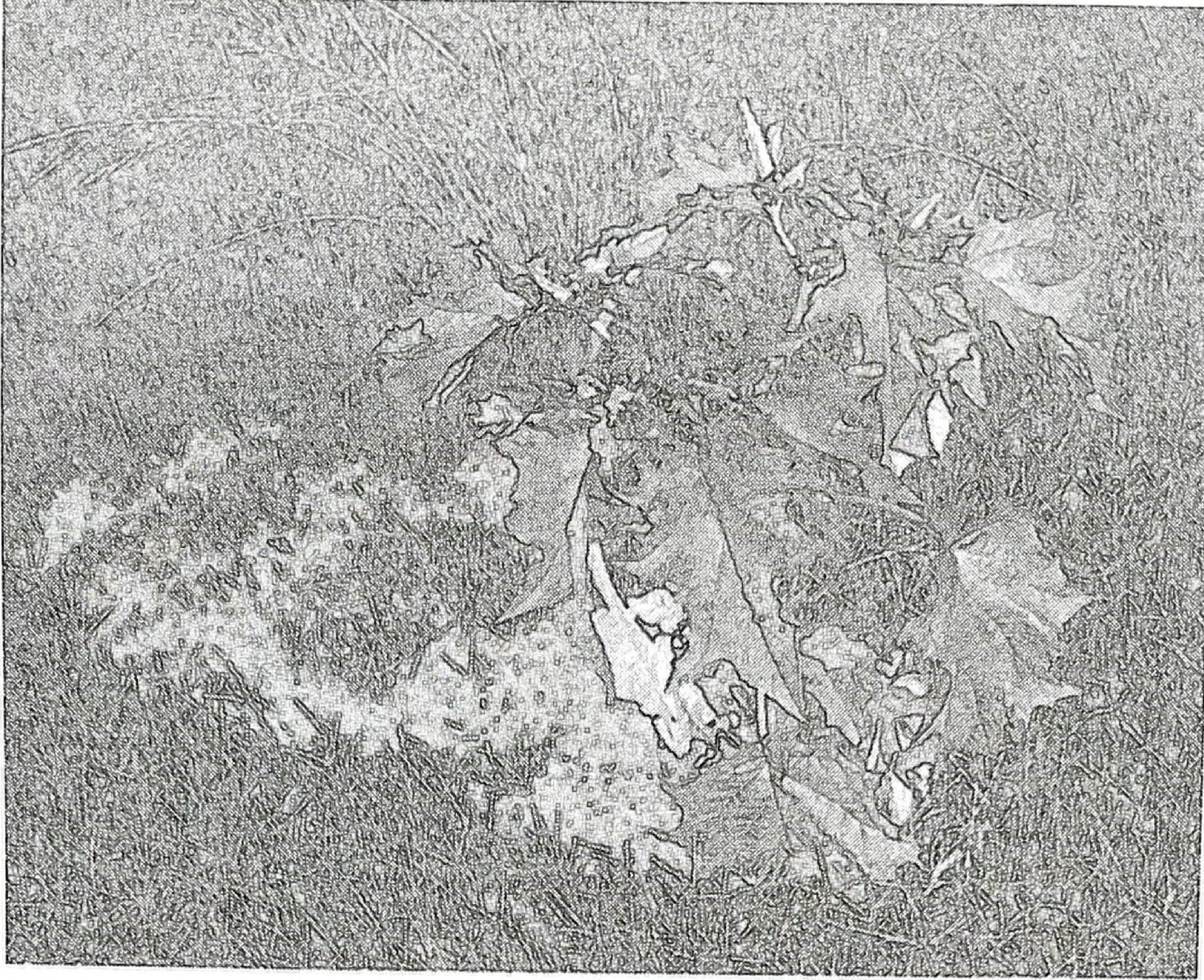 Photograph of a broad-leaved weed growing among pasture grass.