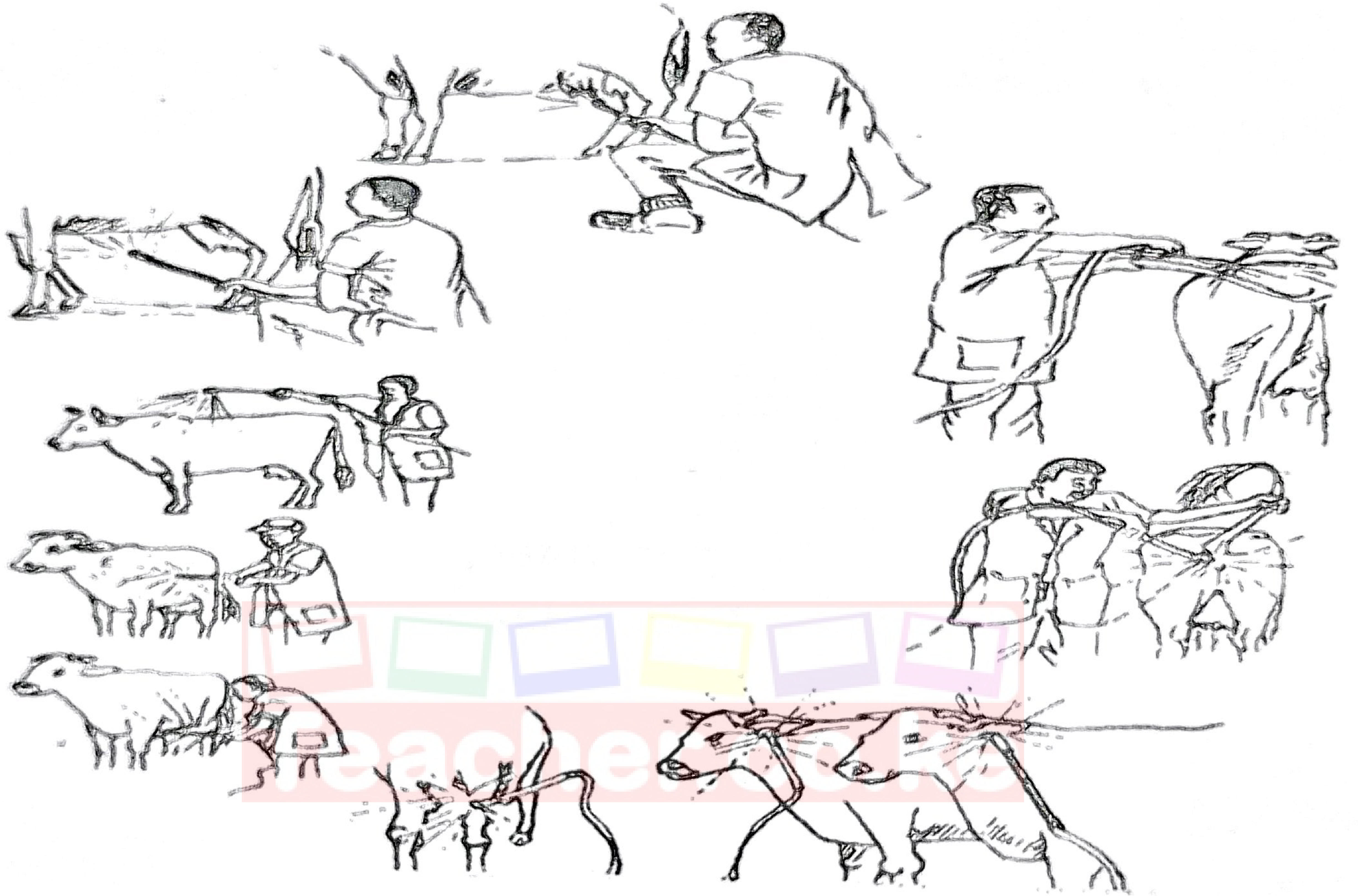 Drawings of a farmer with a knapsack sprayer spraying cattle in a crush from several angles — head, sides, legs, udder and tail.