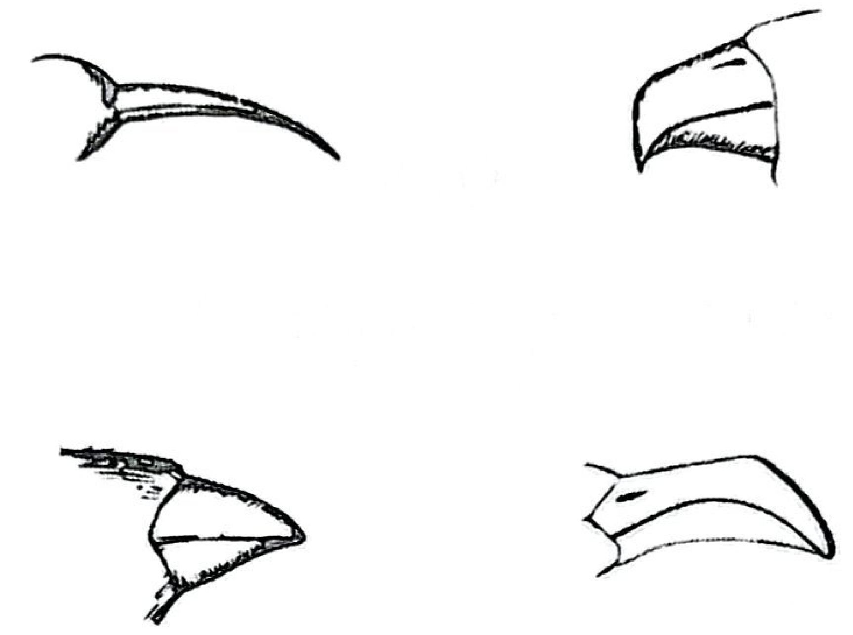 Four different bird beaks: long and thin, short and hooked, short and thick, broad and curved.