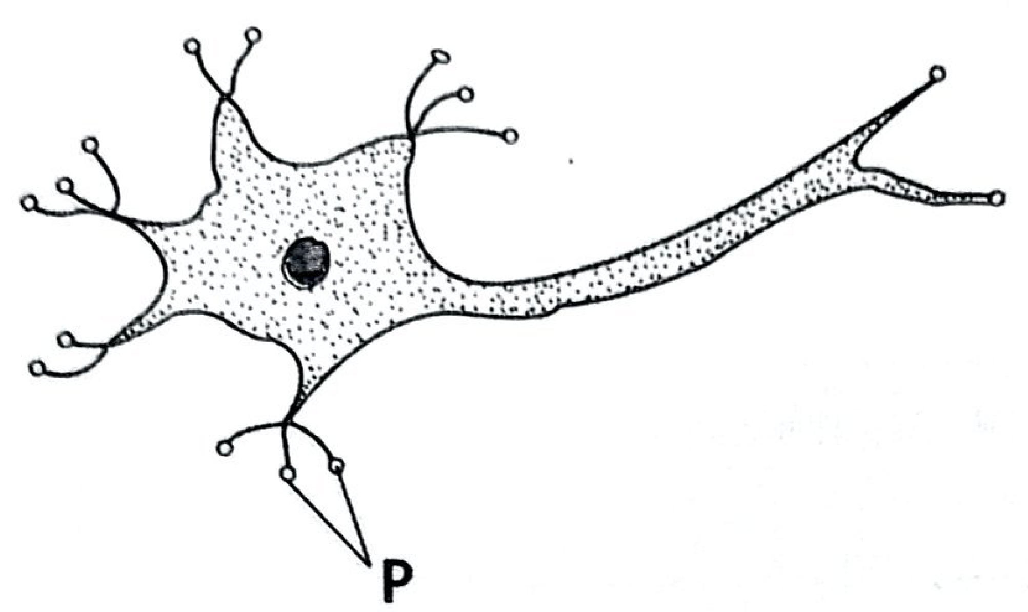 A neurone with a central cell body and nucleus, many short branched processes, and one long process to the right; P labels one of the short branched processes.