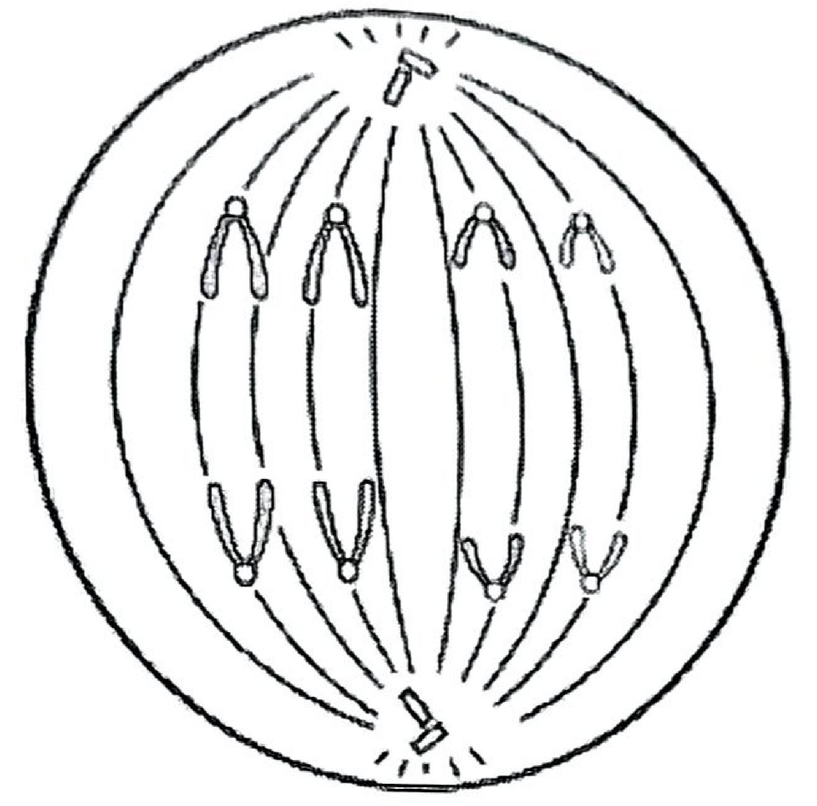 A cell with spindle fibres between two centrioles; two groups of chromatids are being pulled towards opposite poles.