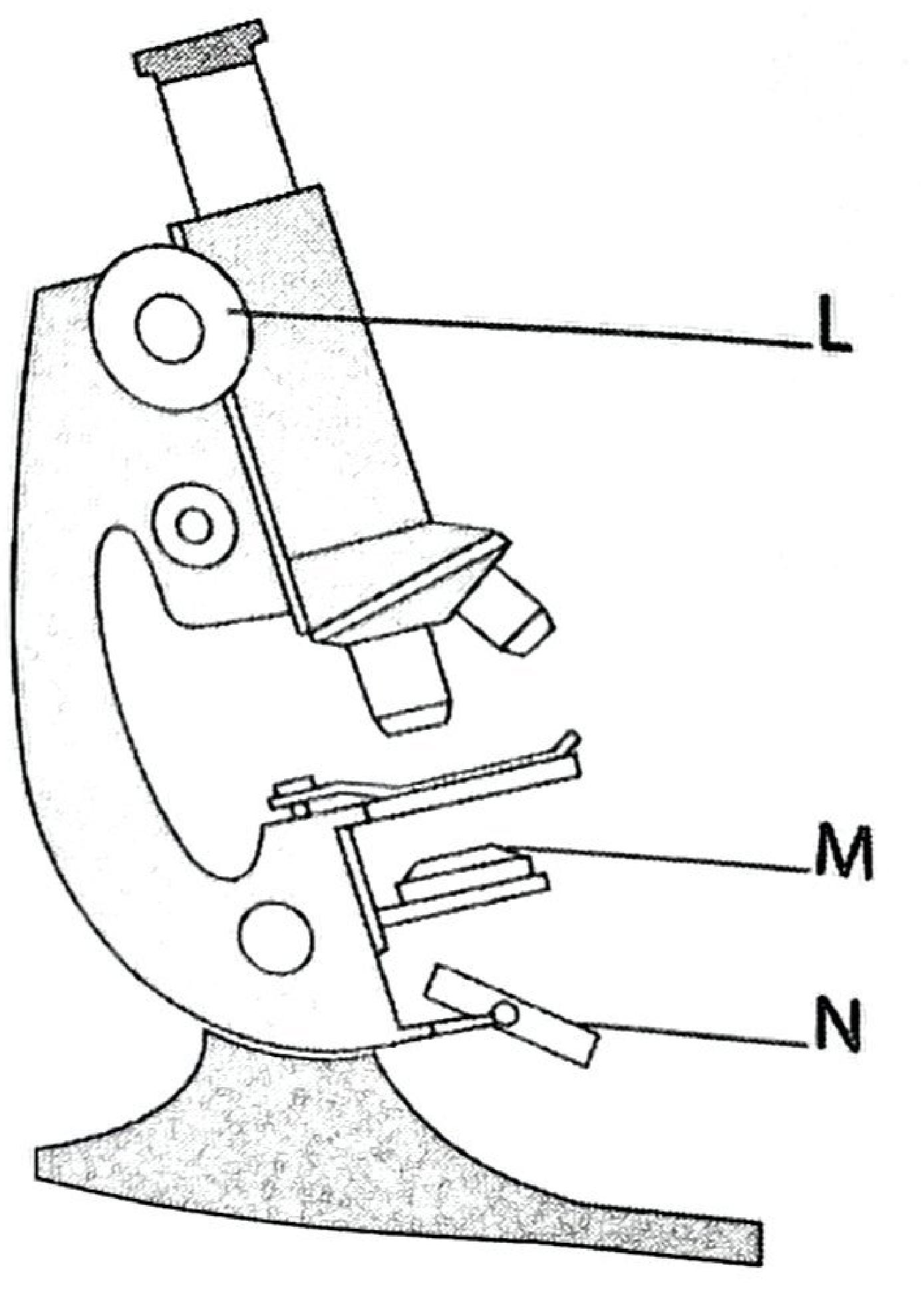 Light microscope: L labels the knob beside the arm, M labels the part just below the stage, N labels the part at the bottom of the limb above the base.