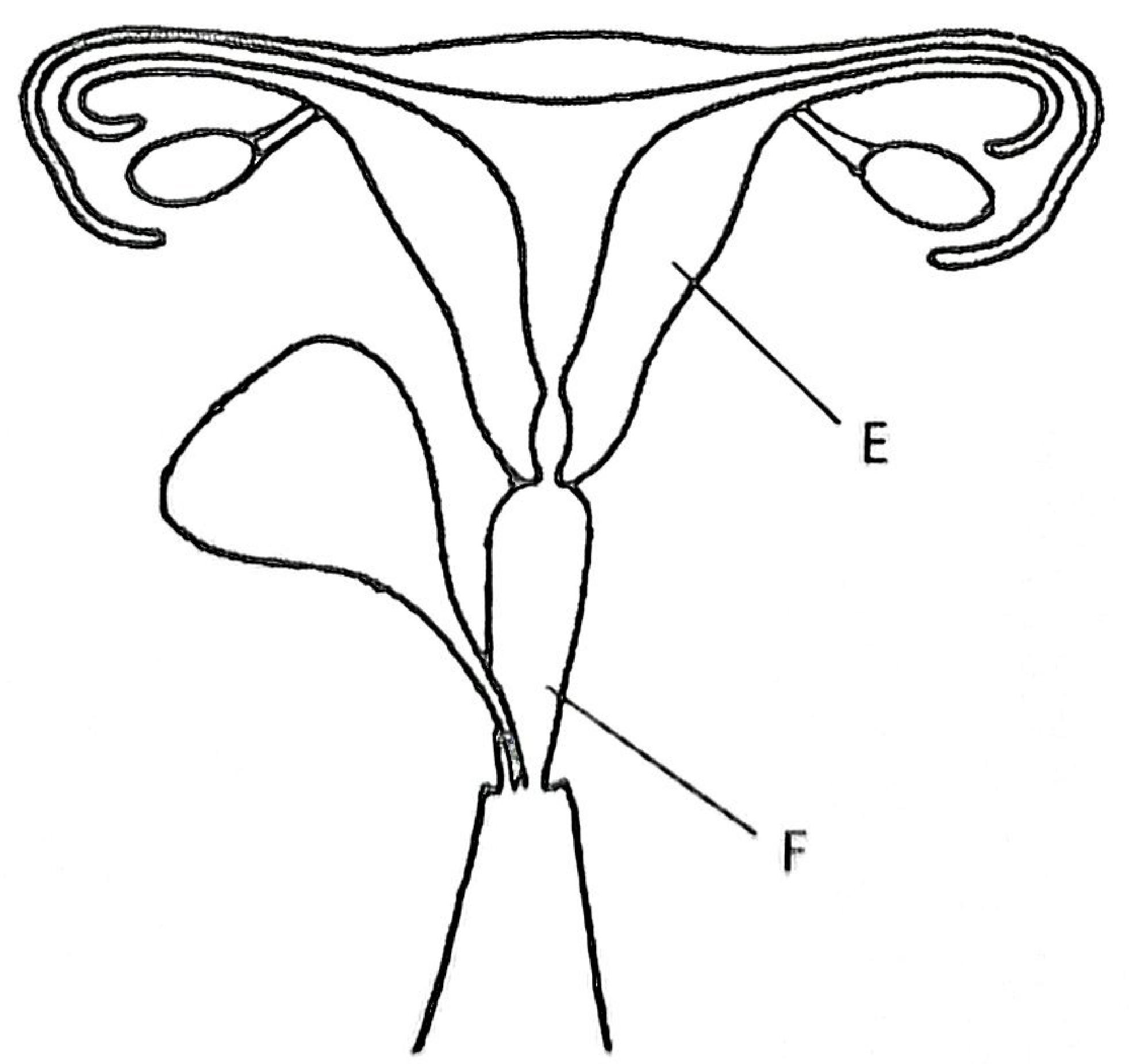 Female reproductive system: ovaries and oviducts at the top, the uterus (E, a thick muscular wall) in the middle, and the vagina (F) below the cervix.