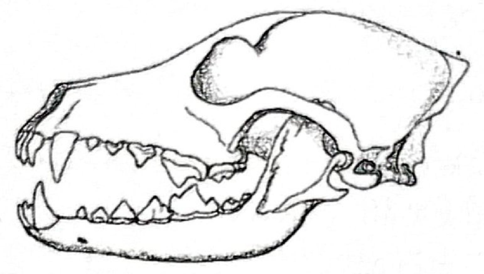 Skull of a mammal with long pointed canines, sharp incisors and jagged cheek teeth (carnassials).