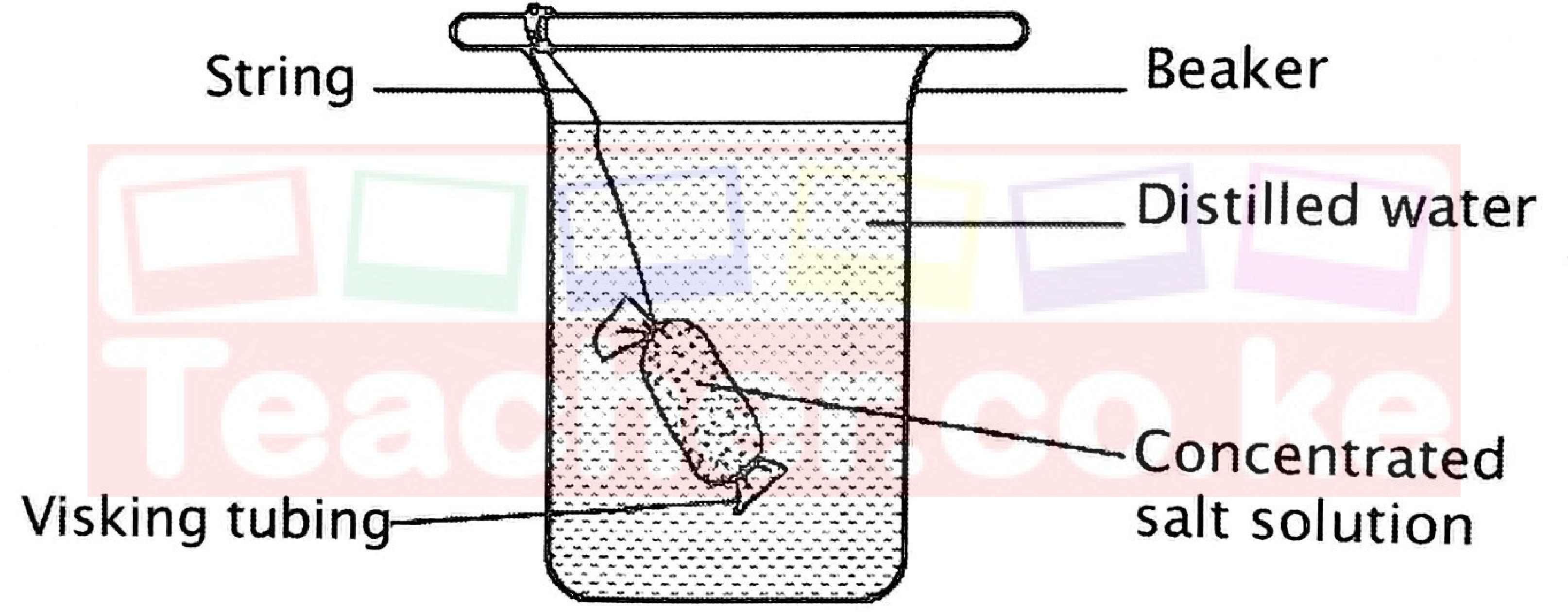 A visking tubing bag of concentrated salt solution tied with string and suspended in distilled water in a beaker.