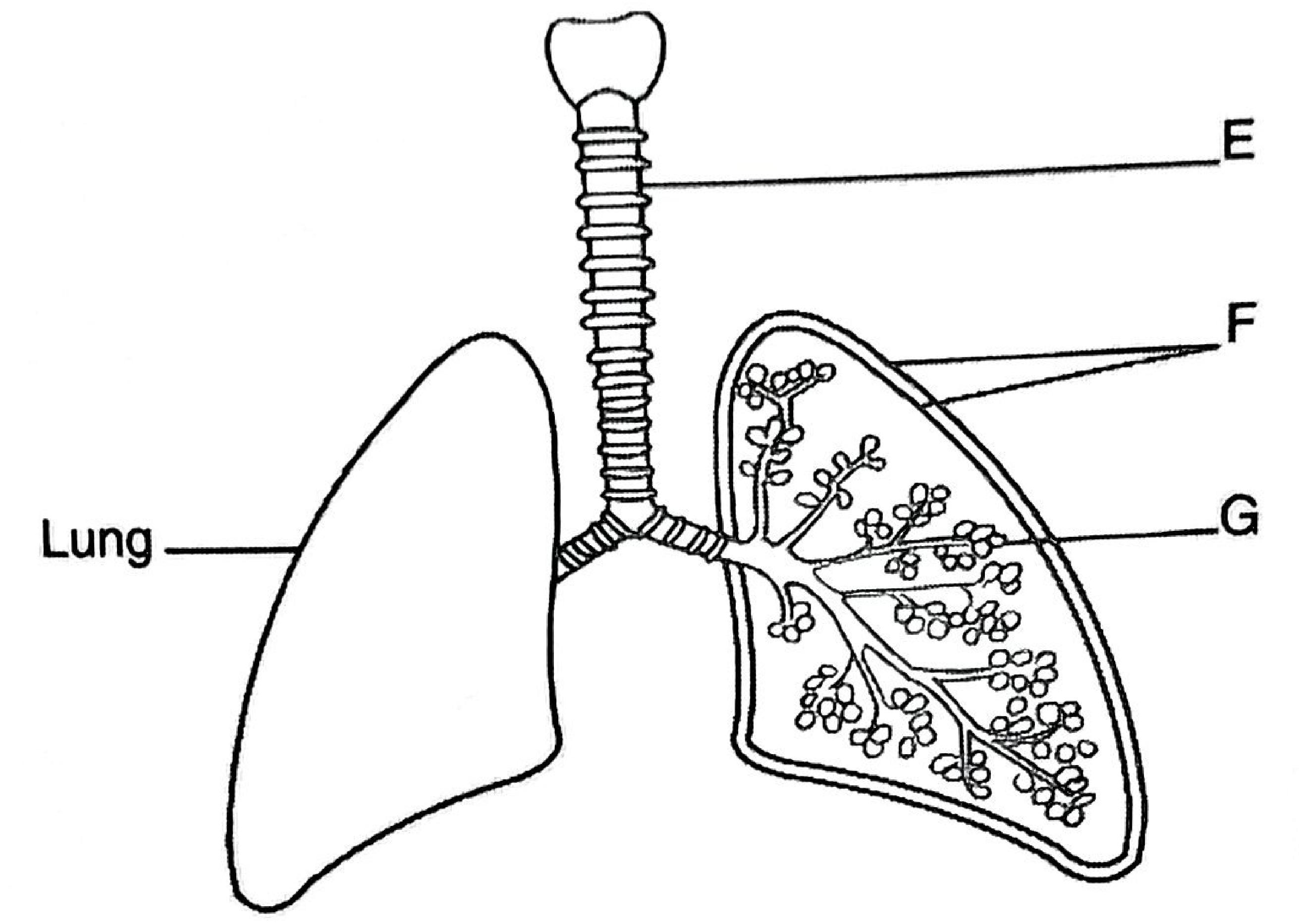 Mammalian respiratory system: trachea (E) with rings of cartilage, branching into the bronchi; the left lung (labelled Lung) and the right lung cut open to show bronchioles ending in alveoli (G); F labels the membranes surrounding the lung.