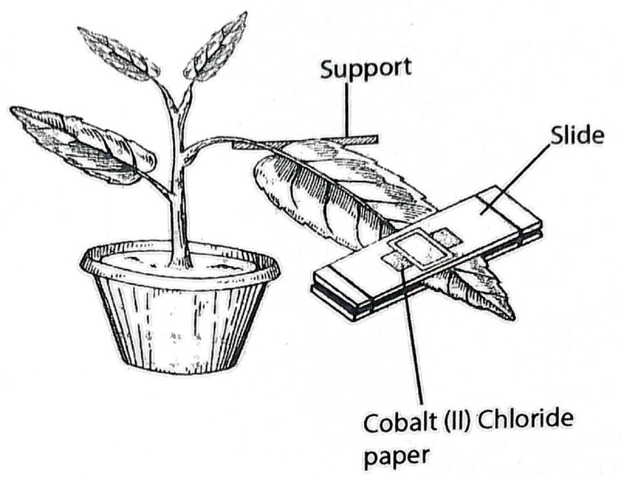 A potted plant with one leaf held on a support; cobalt(II) chloride paper is fixed on both surfaces of the leaf between glass slides.
