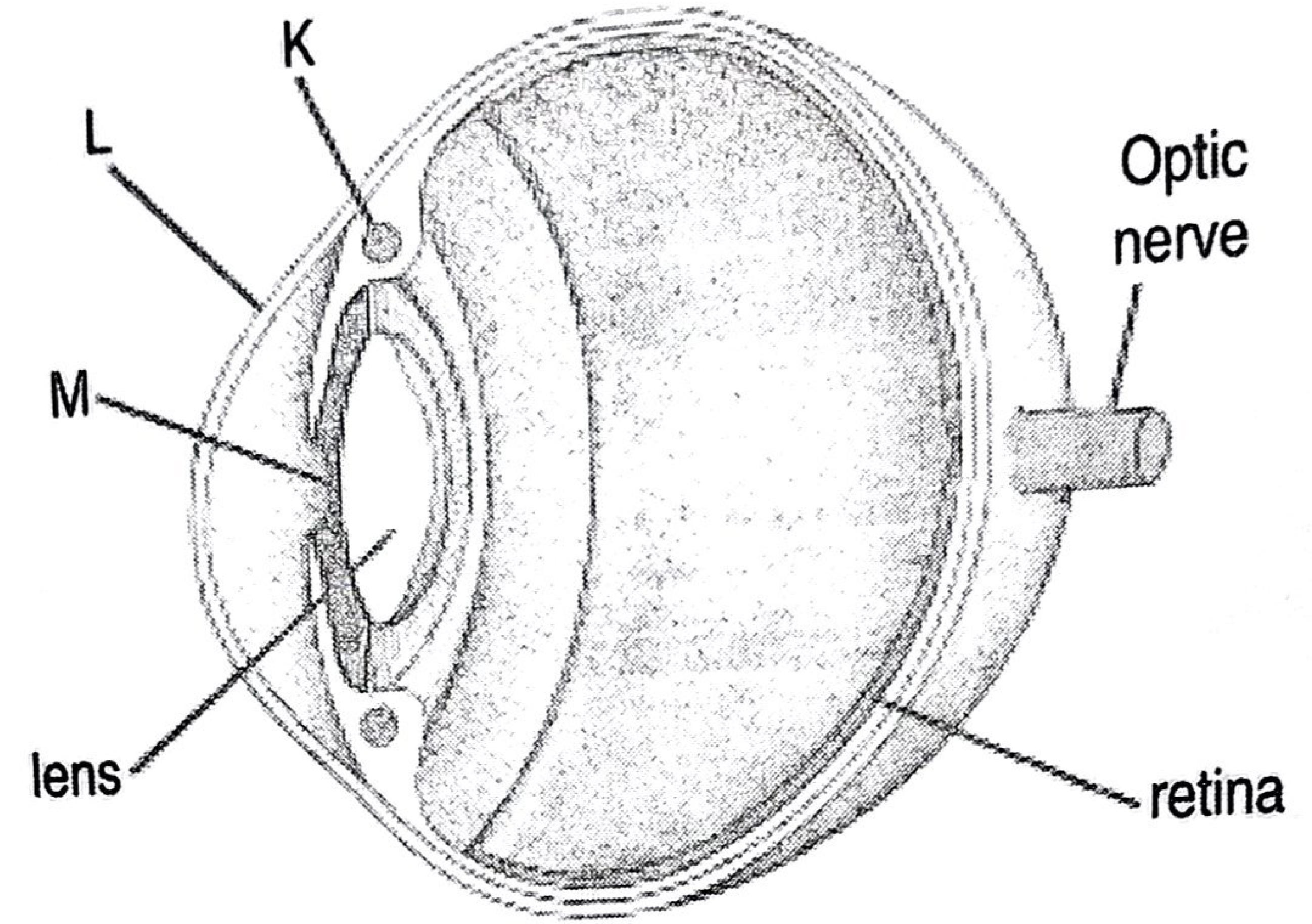 Section of the human eye: L points to the transparent front of the eye, M to the opening/iris region in front of the lens, K to the ciliary body at the edge of the lens; the lens, retina and optic nerve are also labelled.