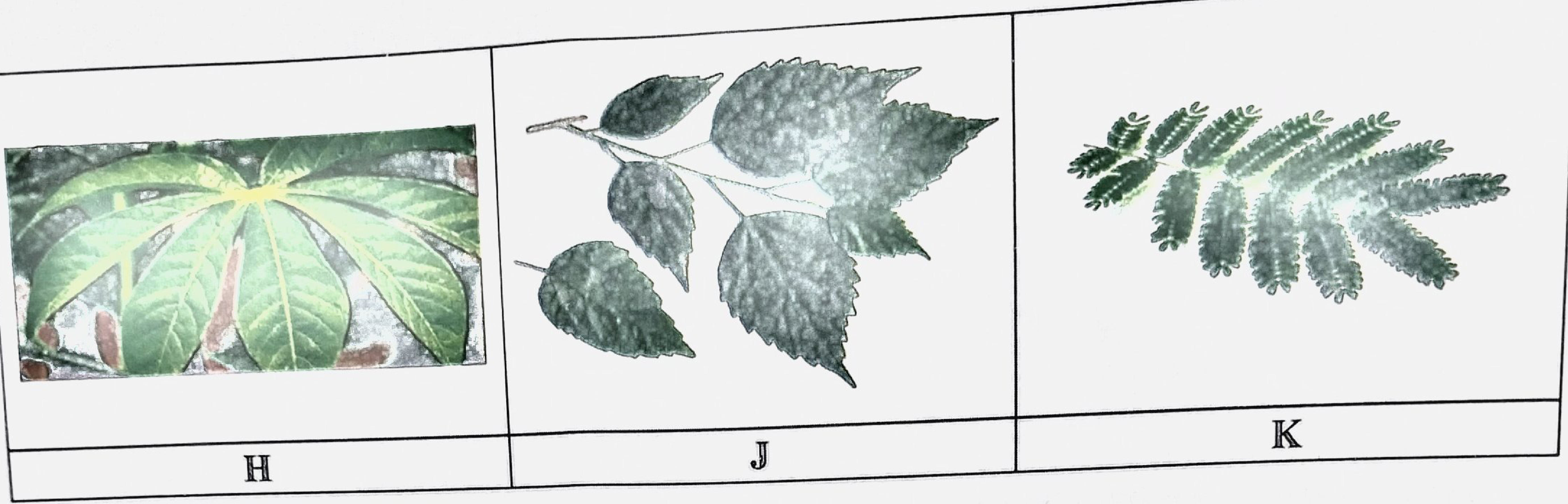 Photographs: H — a palmately (digitately) compound leaf with leaflets radiating from one point; J — a compound leaf with broad, toothed (serrated) leaflets; K — a bipinnately compound leaf with many small leaflets.
