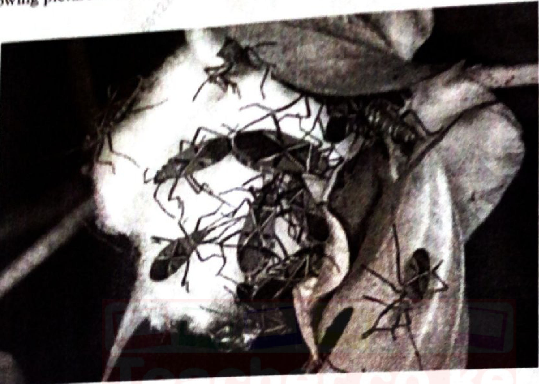 Photograph of many slender red-and-black bugs feeding on an open cotton boll.