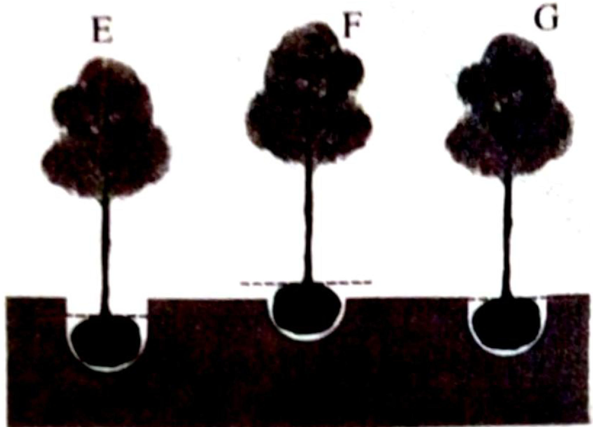 Three seedlings E, F and G: E is planted with its root ball below the soil surface, F with its root ball above the soil (dashed line shows the soil level), G with the root ball level with the surface.