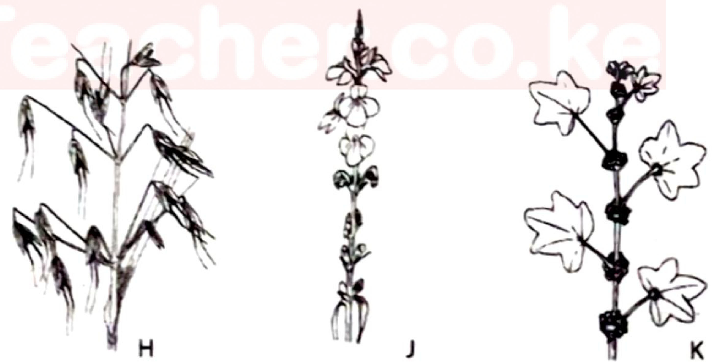 Three weeds: H is a grass with drooping spikelets (like oats); J is a slender upright plant with small flowers along the stem; K has broad lobed leaves on a branching stem with flowers at the leaf bases.