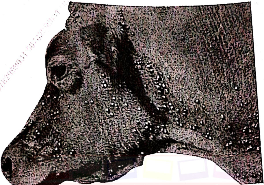 Photograph of a cow's head and neck covered with many small pale parasites.