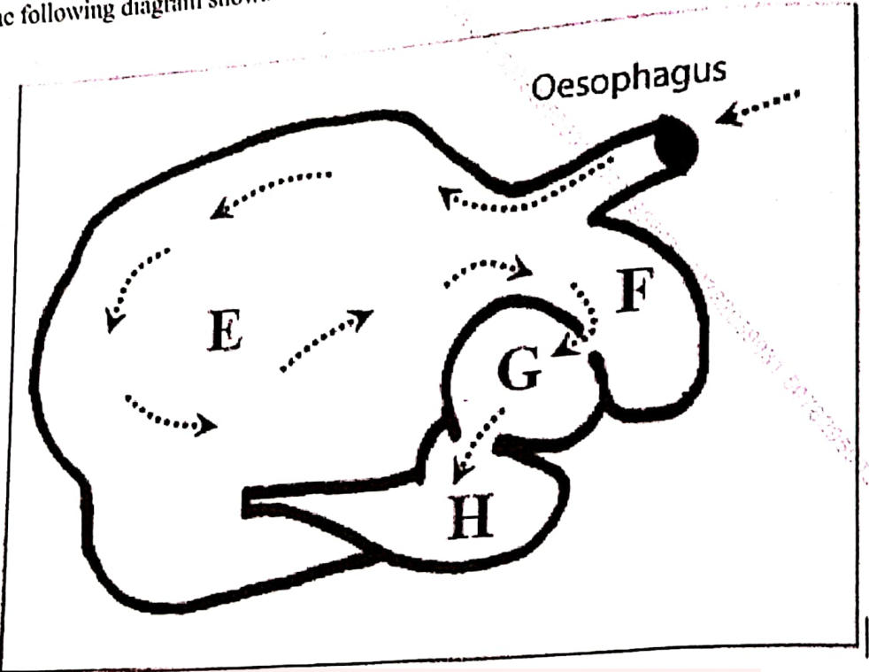 A four-chambered stomach: the oesophagus enters at top right; E is the large chamber (rumen), F the honeycombed chamber (reticulum), G the leafy chamber (omasum) and H the true stomach (abomasum); dotted arrows show the food path.