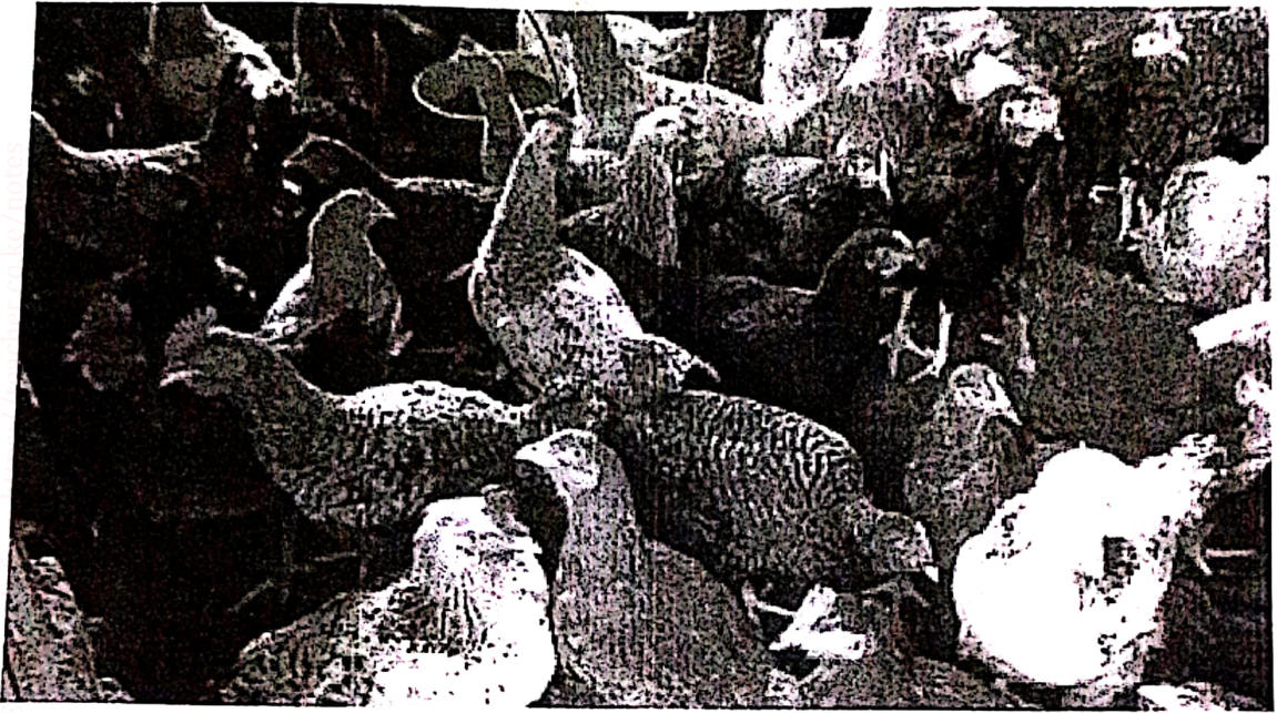 Photograph of many chickens crowded together on the floor of a poultry house.