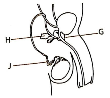 Side view of the male reproductive system with G pointing to the gland at the base of the bladder (prostate), H to the seminal vesicle area and J to the coiled tube on the testis (epididymis).