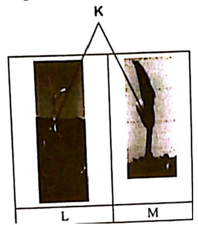 Two seedlings: in L the part K (cotyledon) stays below the soil surface; in M the part K is raised above the soil.