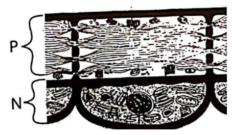 Phloem in longitudinal section: P is a sieve tube element with sieve plates; N is a companion cell with a large nucleus and many mitochondria.